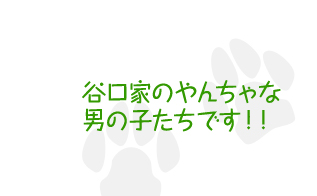 谷口家のやんちゃな男の子たちです！！